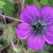 Kakost 'Sandrine' - Geranium 'Sandrine'