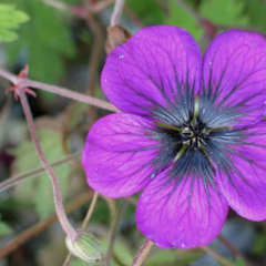 Kakost 'Sandrine' - Geranium 'Sandrine'