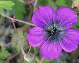 Kakost 'Sandrine'