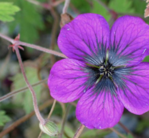 Kakost 'Sandrine' - Geranium 'Sandrine'