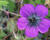 Kakost 'Sandrine'