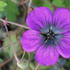 Geranium 'Sandrine'.png