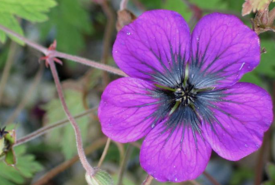 Kakost 'Sandrine' - Geranium 'Sandrine'