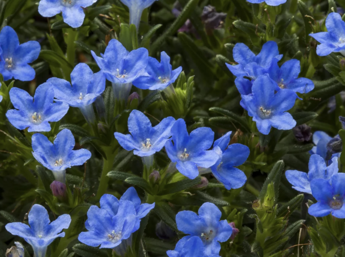 Kamejka větvená 'Tidepool Blue' - Lithodora diffusa 'Tidepool Blue'