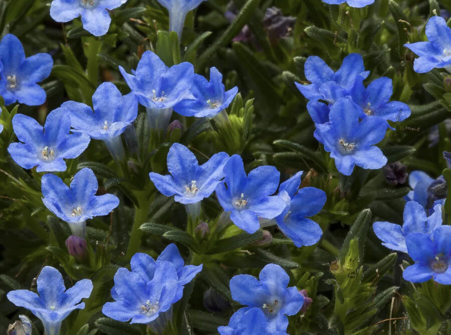 Kamejka větvená 'Tidepool Blue' - Lithodora diffusa 'Tidepool Blue'