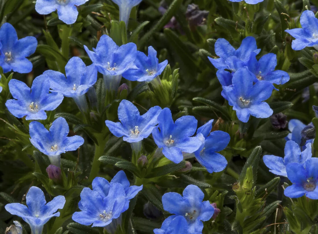 Kamejka větvená 'Tidepool Blue' - Lithodora diffusa 'Tidepool Blue'