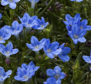 Kamejka větvená 'Tidepool Blue' - Lithodora diffusa 'Tidepool Blue'