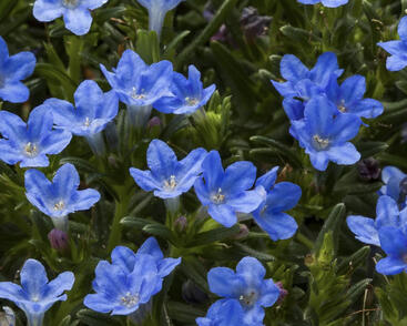 Kamejka větvená 'Tidepool Blue'