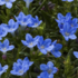 Lithodora diffusa 'Tidepool Blue'.png