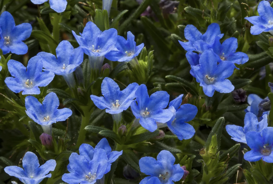 Kamejka větvená 'Tidepool Blue' - Lithodora diffusa 'Tidepool Blue'