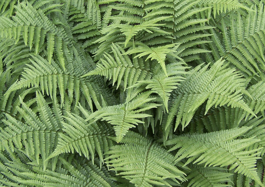 Kapraď marginalis - Dryopteris marginalis