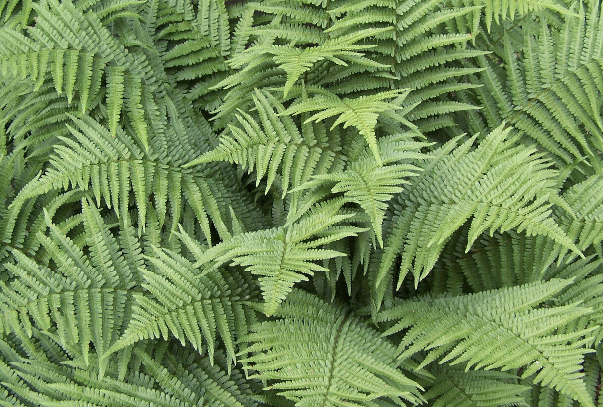 Kapraď marginalis - Dryopteris marginalis