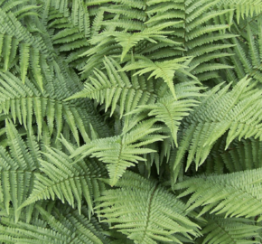 Kapraď marginalis - Dryopteris marginalis