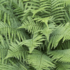 Dryopteris marginalis.png