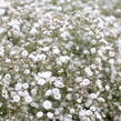 Šater latnatý - Gypsophila paniculata