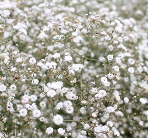 Šater latnatý - Gypsophila paniculata