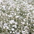 Gypsophila paniculata 'Festival White' (4).JPG