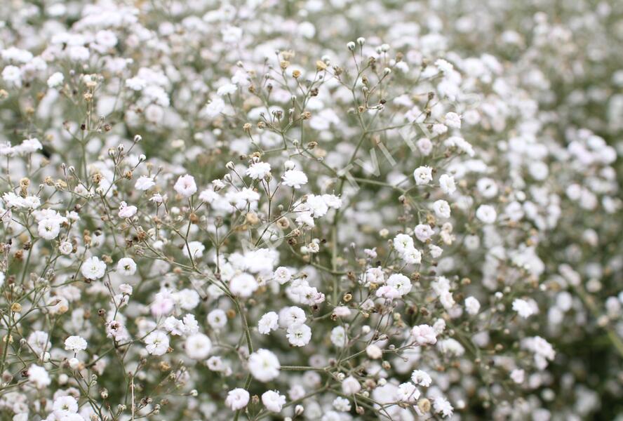 Šater latnatý - Gypsophila paniculata