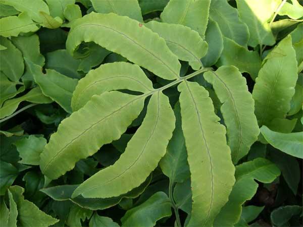 Kapraď japonská - Dryopteris sieboldii