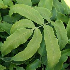 Kapraď japonská - Dryopteris sieboldii