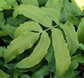 Kapraď japonská - Dryopteris sieboldii