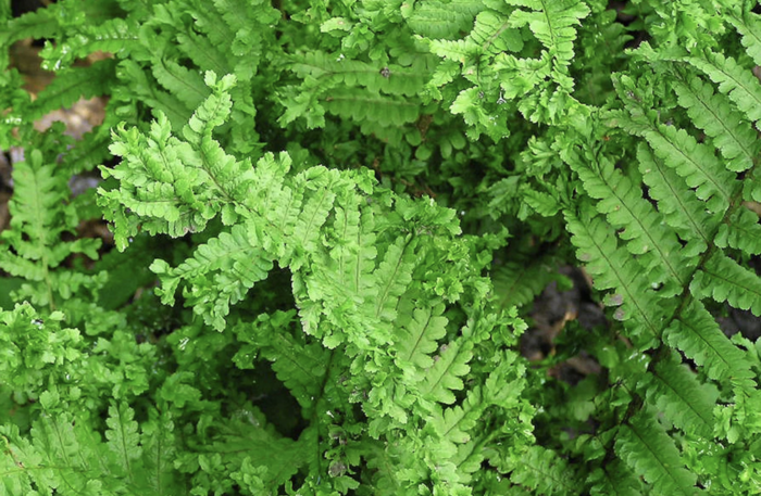 Kapraď samec 'Crispa Cristata' - Dryopteris filix-mas 'Crispa Cristata'