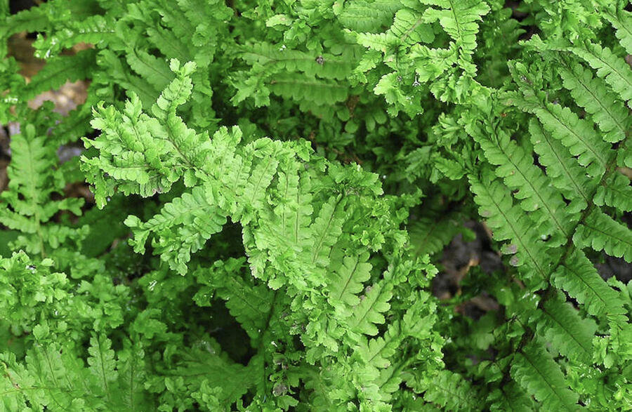 Kapraď samec 'Crispa Cristata' - Dryopteris filix-mas 'Crispa Cristata'