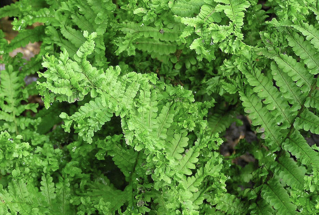 Kapraď samec 'Crispa Cristata' - Dryopteris filix-mas 'Crispa Cristata'