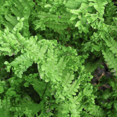 Kapraď samec 'Crispa Cristata' - Dryopteris filix-mas 'Crispa Cristata'