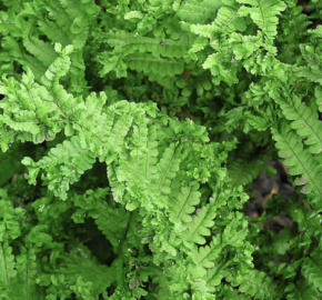 Kapraď samec 'Crispa Cristata' - Dryopteris filix-mas 'Crispa Cristata'