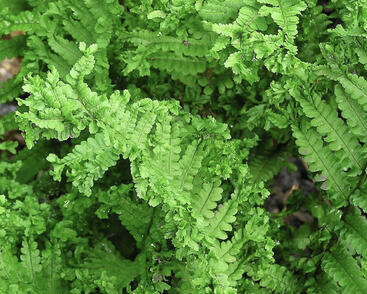 Kapraď samec 'Crispa Cristata'