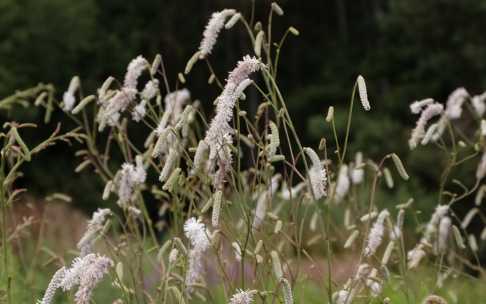Krvavec jemnolistý 'Delicatesse' - Sanguisorba tenuifolia 'Delicatesse'