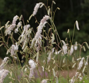 Krvavec jemnolistý 'Delicatesse'