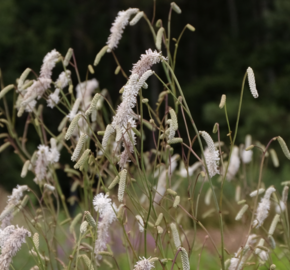 Krvavec jemnolistý 'Delicatesse' - Sanguisorba tenuifolia 'Delicatesse'