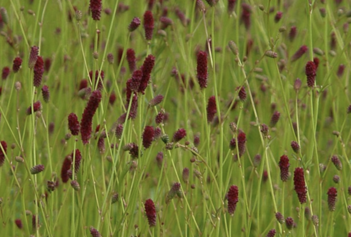 Krvavec jemnolistý 'Ruby Red' - Sanguisorba tenuifolia 'Ruby Red'