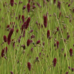 Krvavec jemnolistý 'Ruby Red' - Sanguisorba tenuifolia 'Ruby Red'