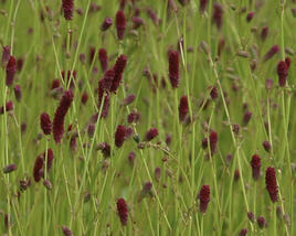 Krvavec jemnolistý 'Ruby Red'