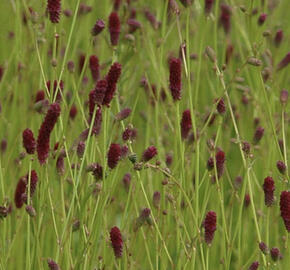 Krvavec jemnolistý 'Ruby Red'