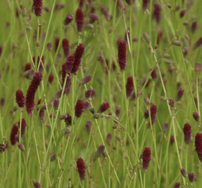 Krvavec jemnolistý 'Ruby Red' - Sanguisorba tenuifolia 'Ruby Red'