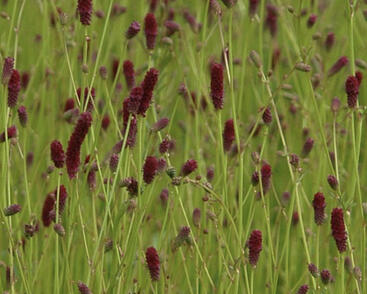 Krvavec jemnolistý 'Ruby Red'