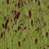 Sanguisorba tenuifolia 'Ruby Red'.png