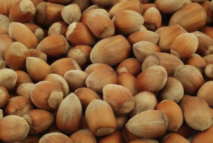 Líska obecná 'Nottingham' - Corylus avellana 'Nottingham'