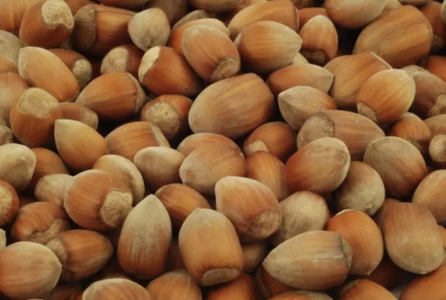 Líska obecná 'Nottingham' - Corylus avellana 'Nottingham'