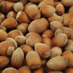 Líska obecná 'Nottingham' - Corylus avellana 'Nottingham'