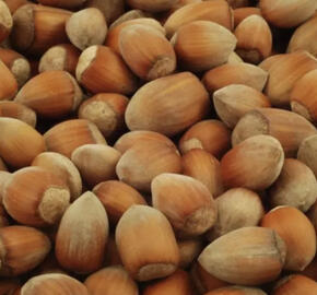 Líska obecná 'Nottingham'