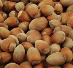 Líska obecná 'Nottingham' - Corylus avellana 'Nottingham'