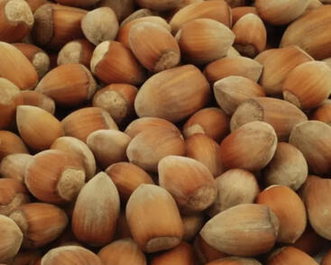 Líska obecná 'Nottingham'