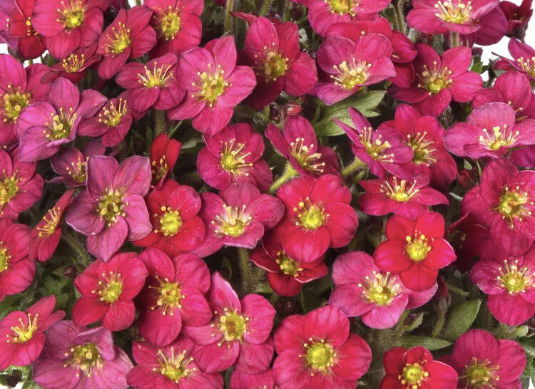 Lomikámen arendsův 'Alpino Early Rose' - Saxifraga x arendsii 'Alpino Early Rose'