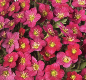 Lomikámen arendsův 'Alpino Early Rose' - Saxifraga x arendsii 'Alpino Early Rose'