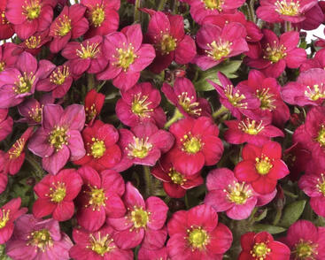 Lomikámen arendsův 'Alpino Early Rose'